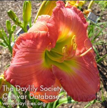 Daylily Irish Rover